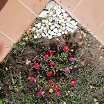 شقة Oasiglo لا ماداّلينا