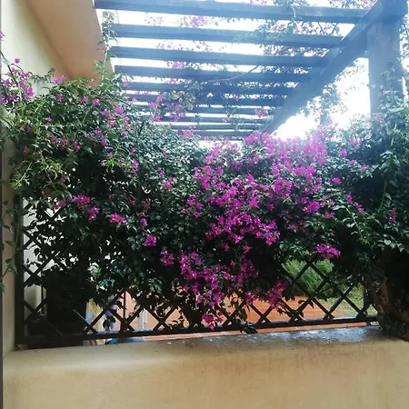 Oasiglo