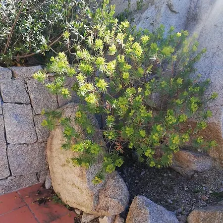 Oasiglo Lejlighed La Maddalena (Sassari)